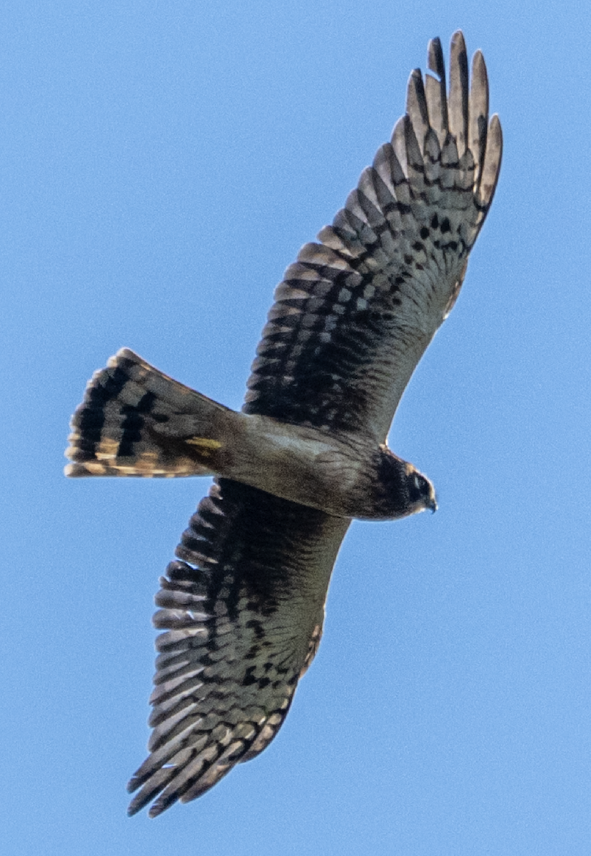 Northern Harrier - ML645322468