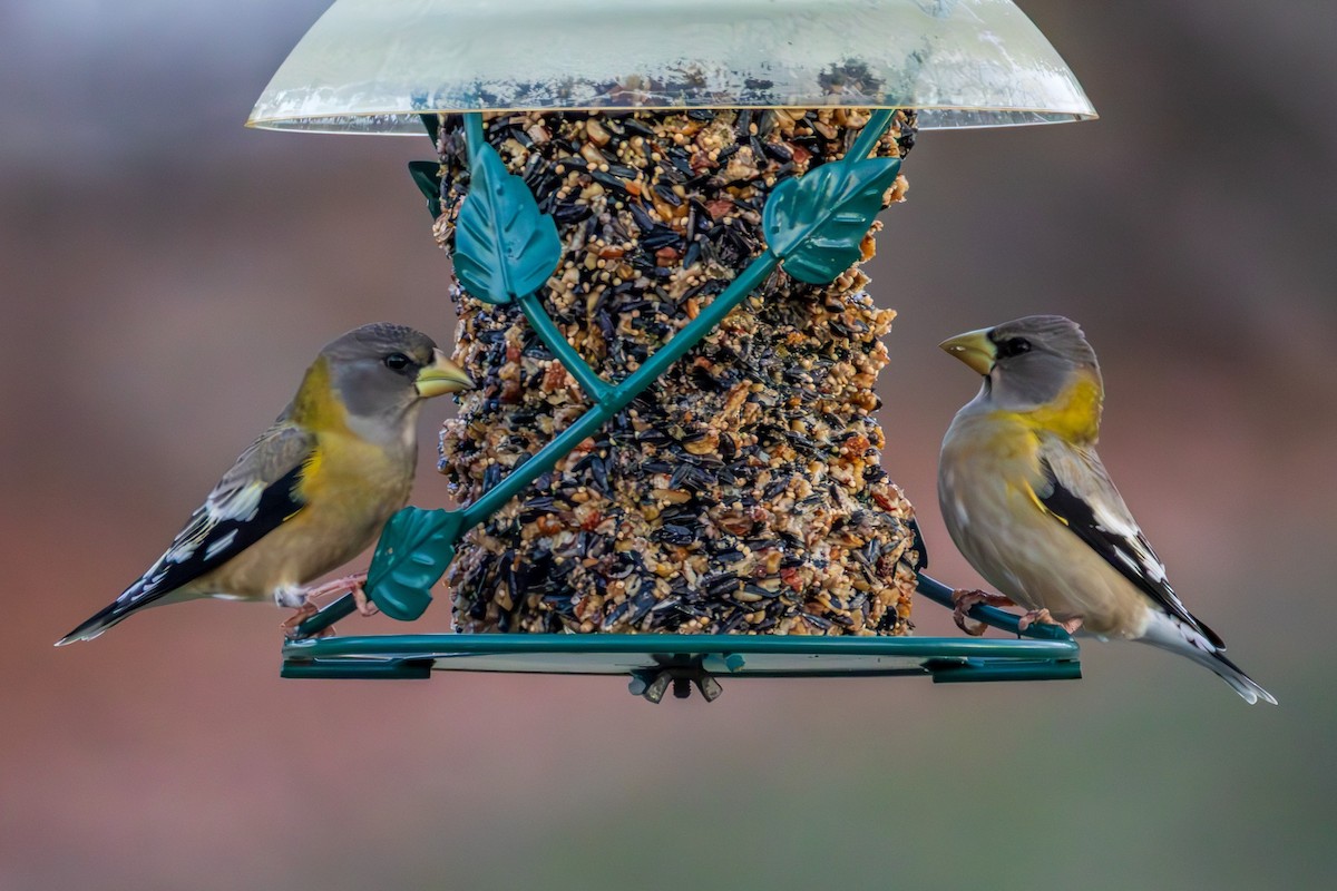 Evening Grosbeak - ML645322477