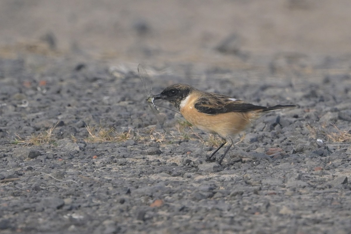 bramborníček sibiřský - ML645322478