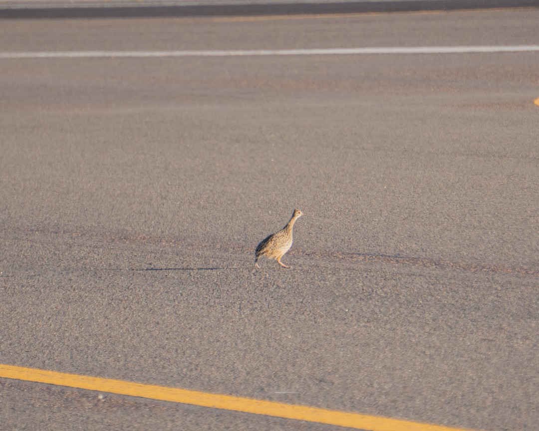 Spotted Nothura - ML645322490