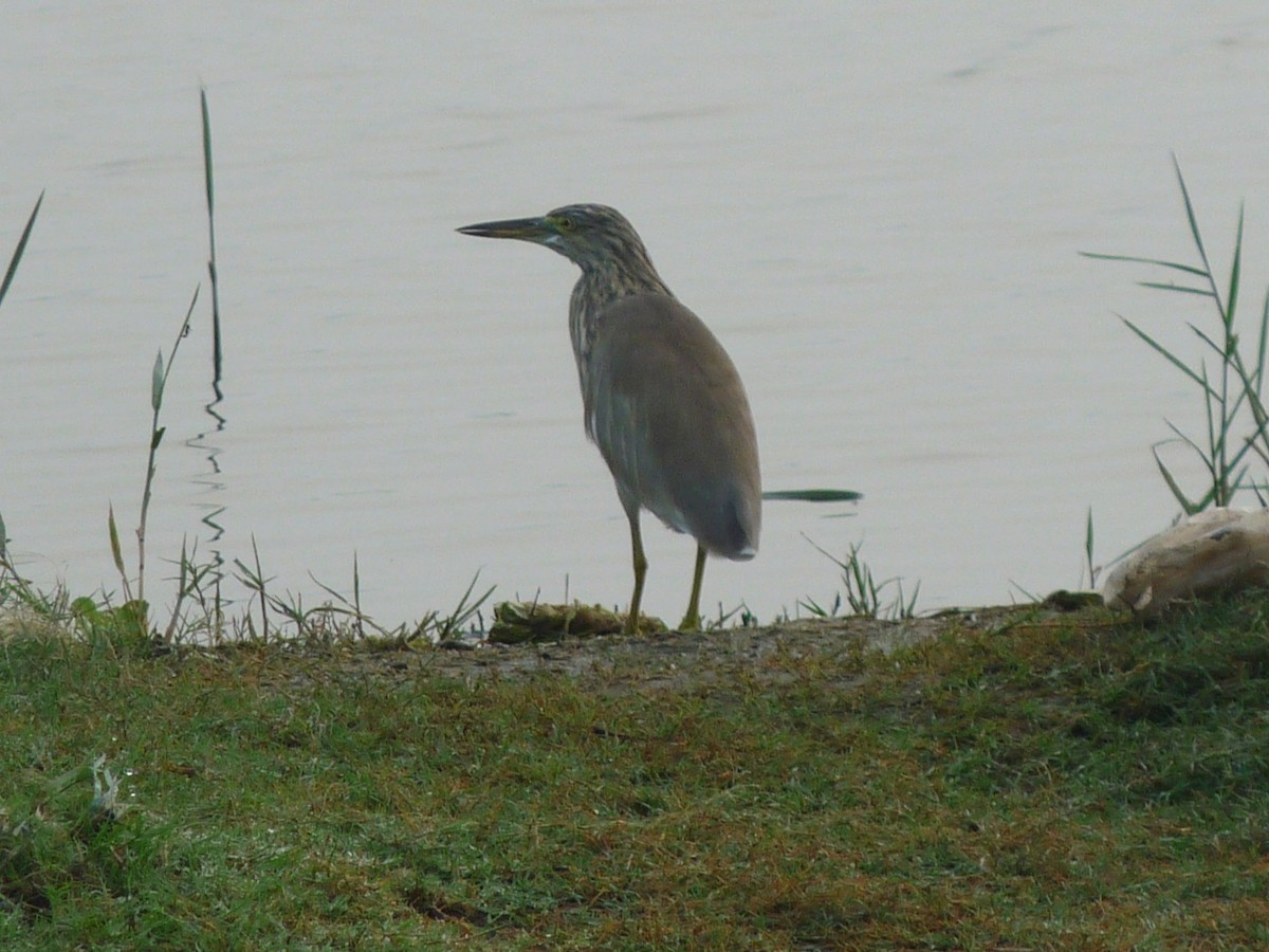 Hint Alaca Balıkçılı - ML645322491