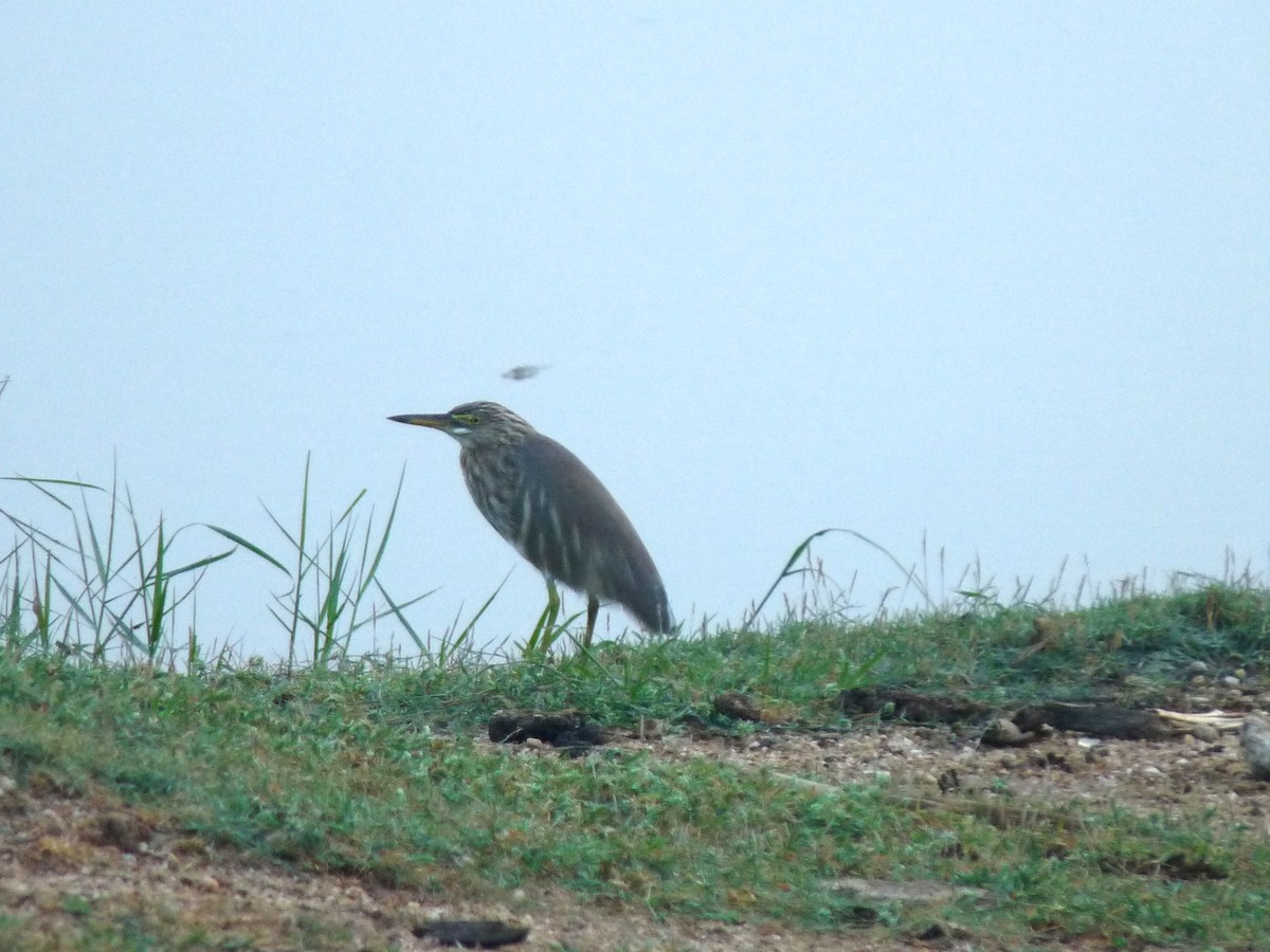 Hint Alaca Balıkçılı - ML645322493