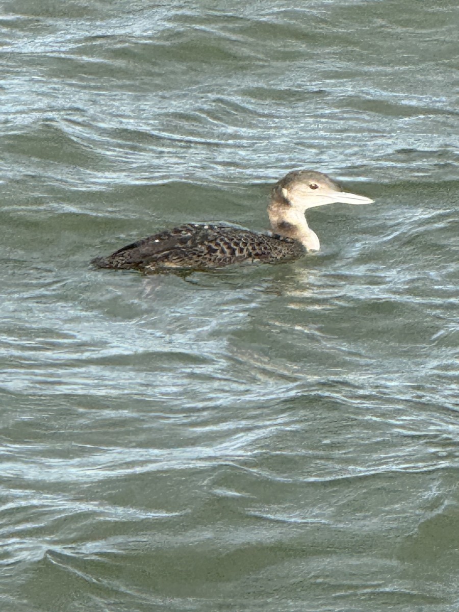 potáplice lední - ML645322496