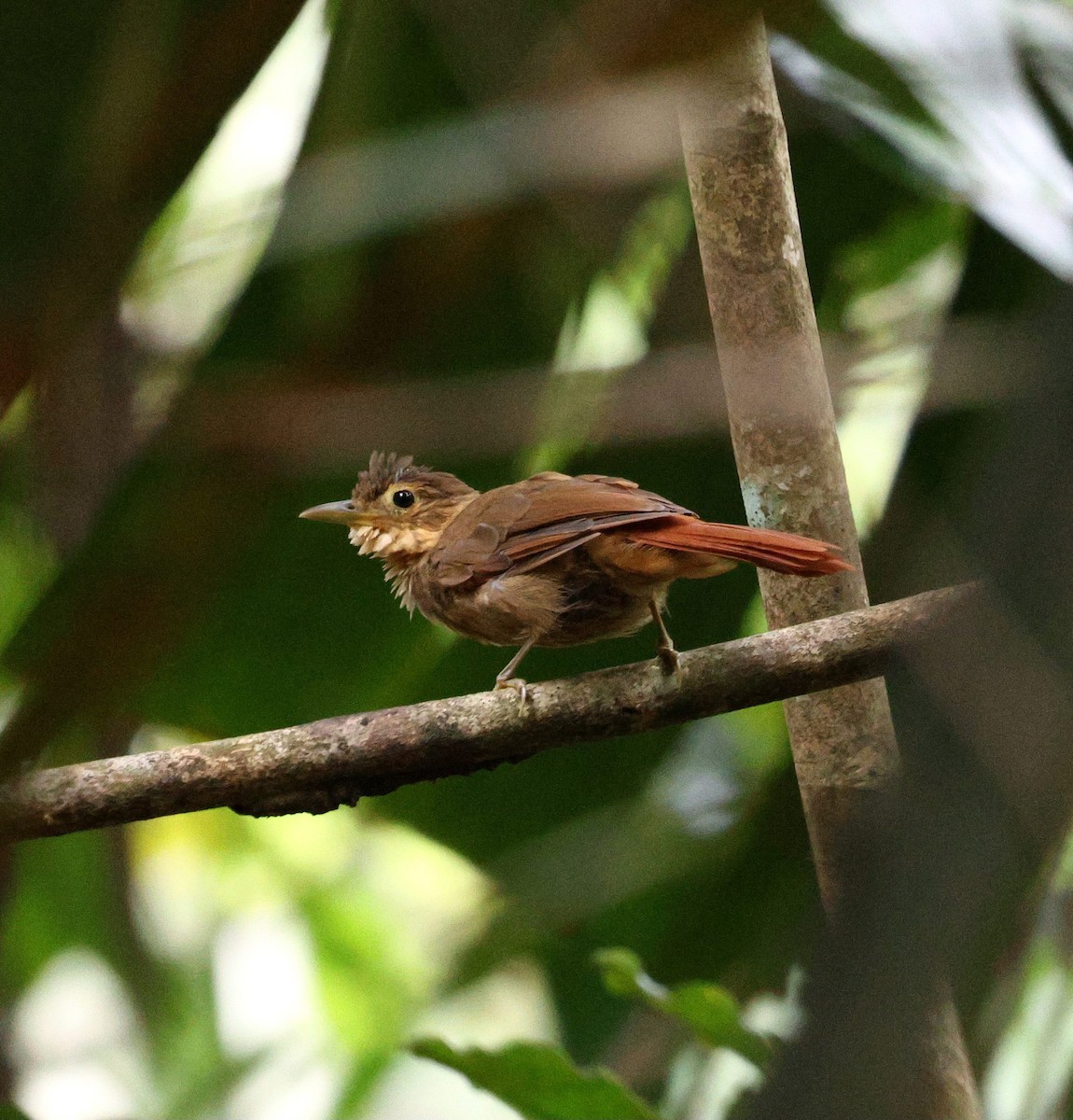 Ochre-throated Foliage-gleaner - ML645322497