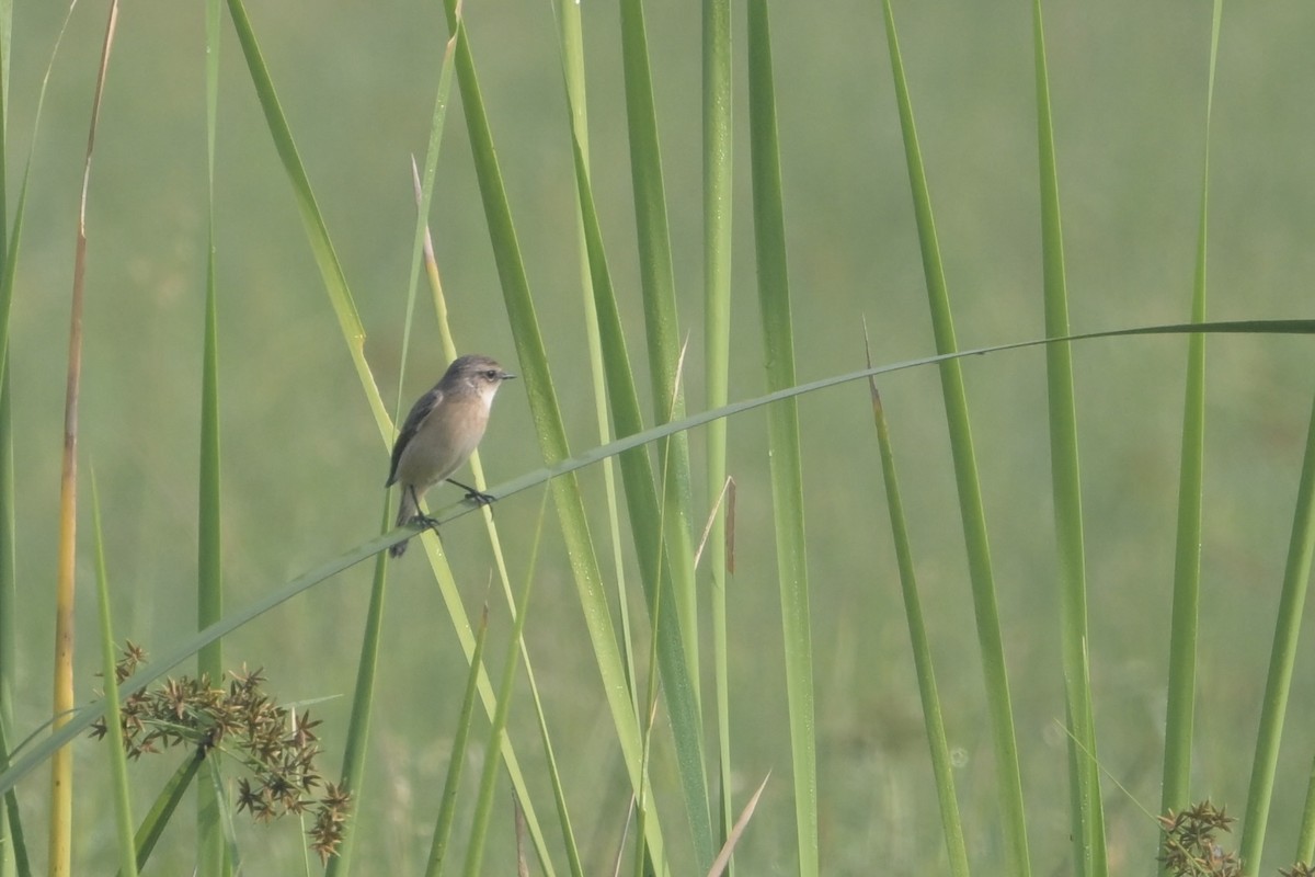 bramborníček sibiřský - ML645322498