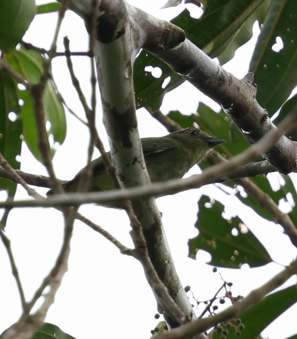 Blue-capped Manakin - ML645322501