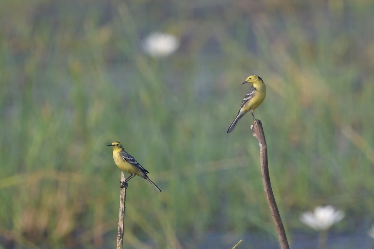 נחליאלי לימוני - ML645322503