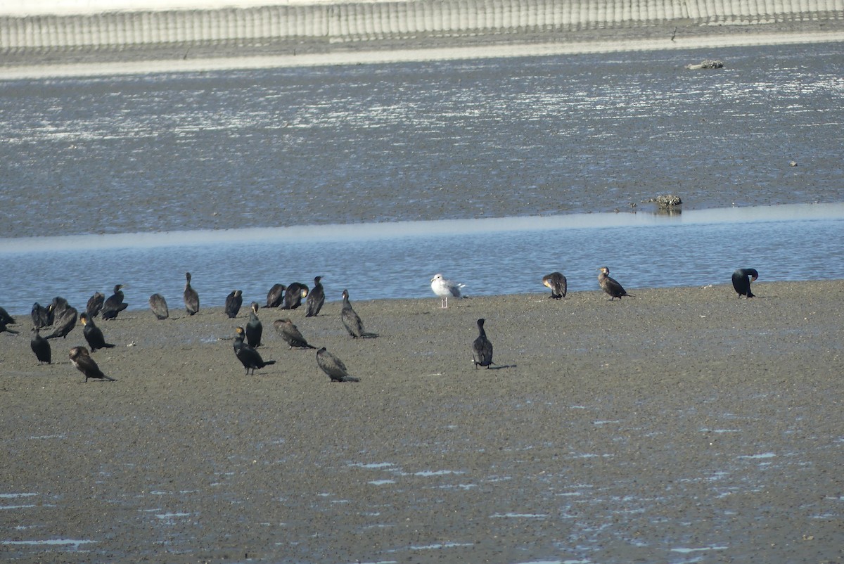 sibirmåke - ML645322508