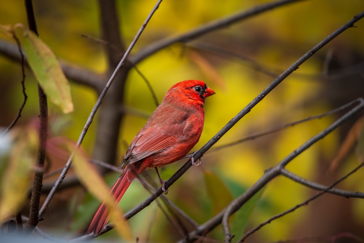 Northern Cardinal - ML645322521