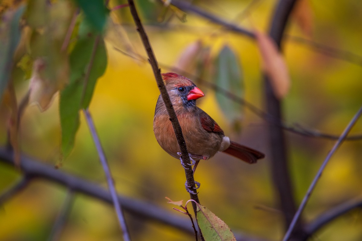 Northern Cardinal - ML645322522