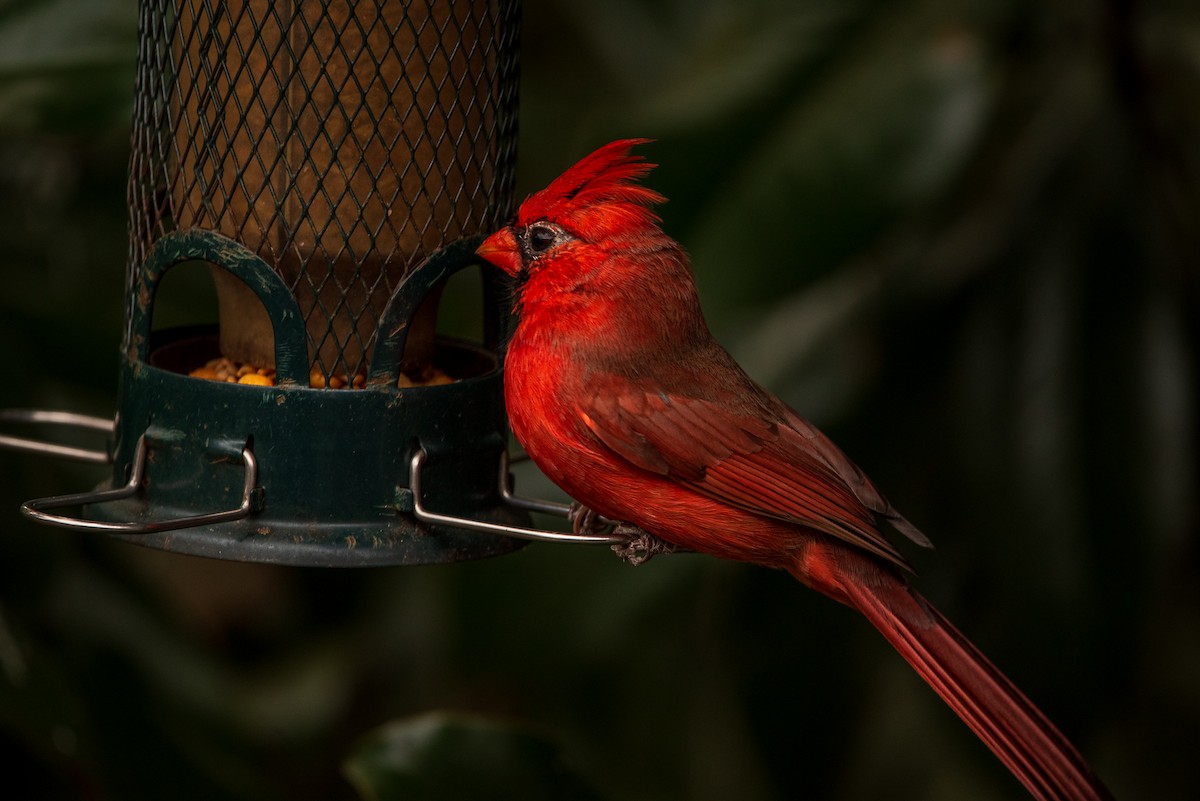 Northern Cardinal - ML645322523