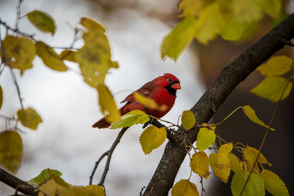 Northern Cardinal - ML645322524