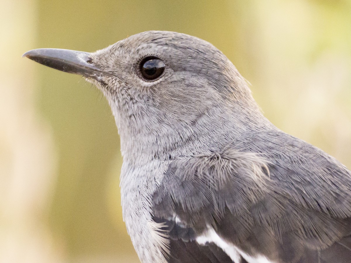 シキチョウ - ML645322534