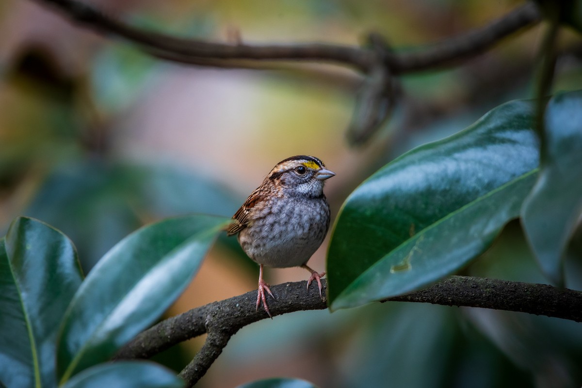 White-throated Sparrow - ML645322561