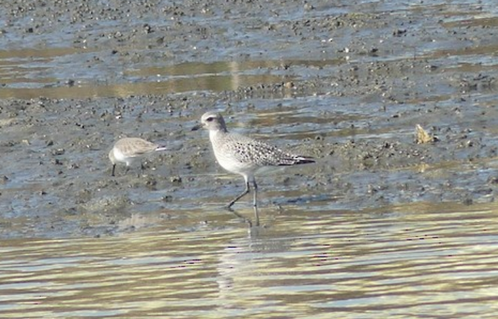 dverglo - ML645322566