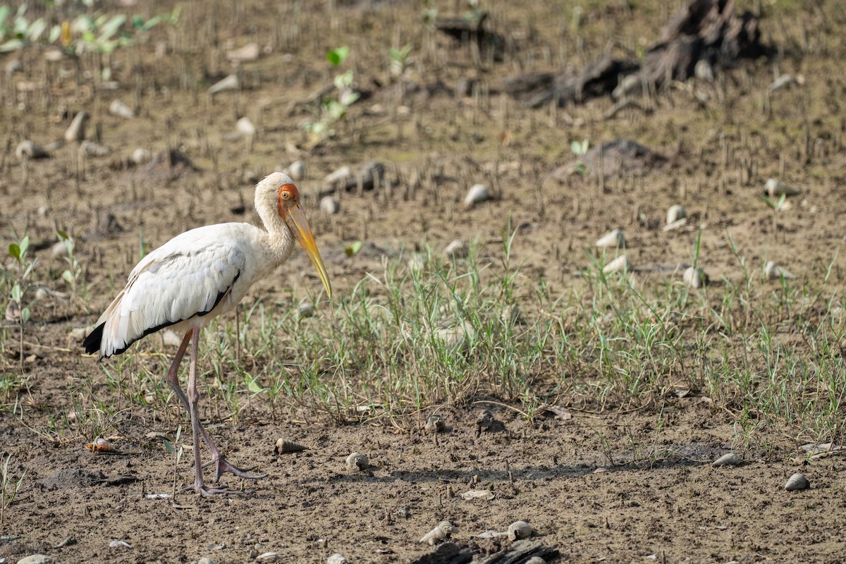 Серый клювач - ML645322569