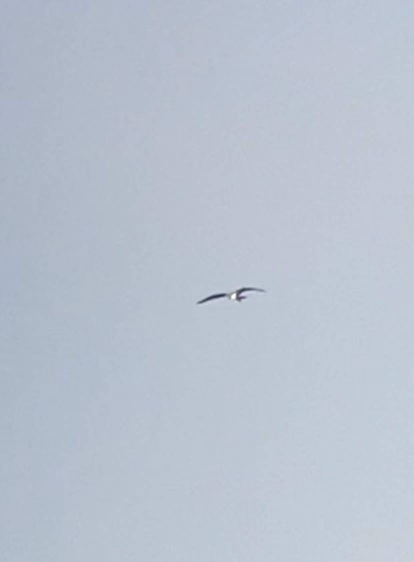 Lesser Frigatebird - ML645322573