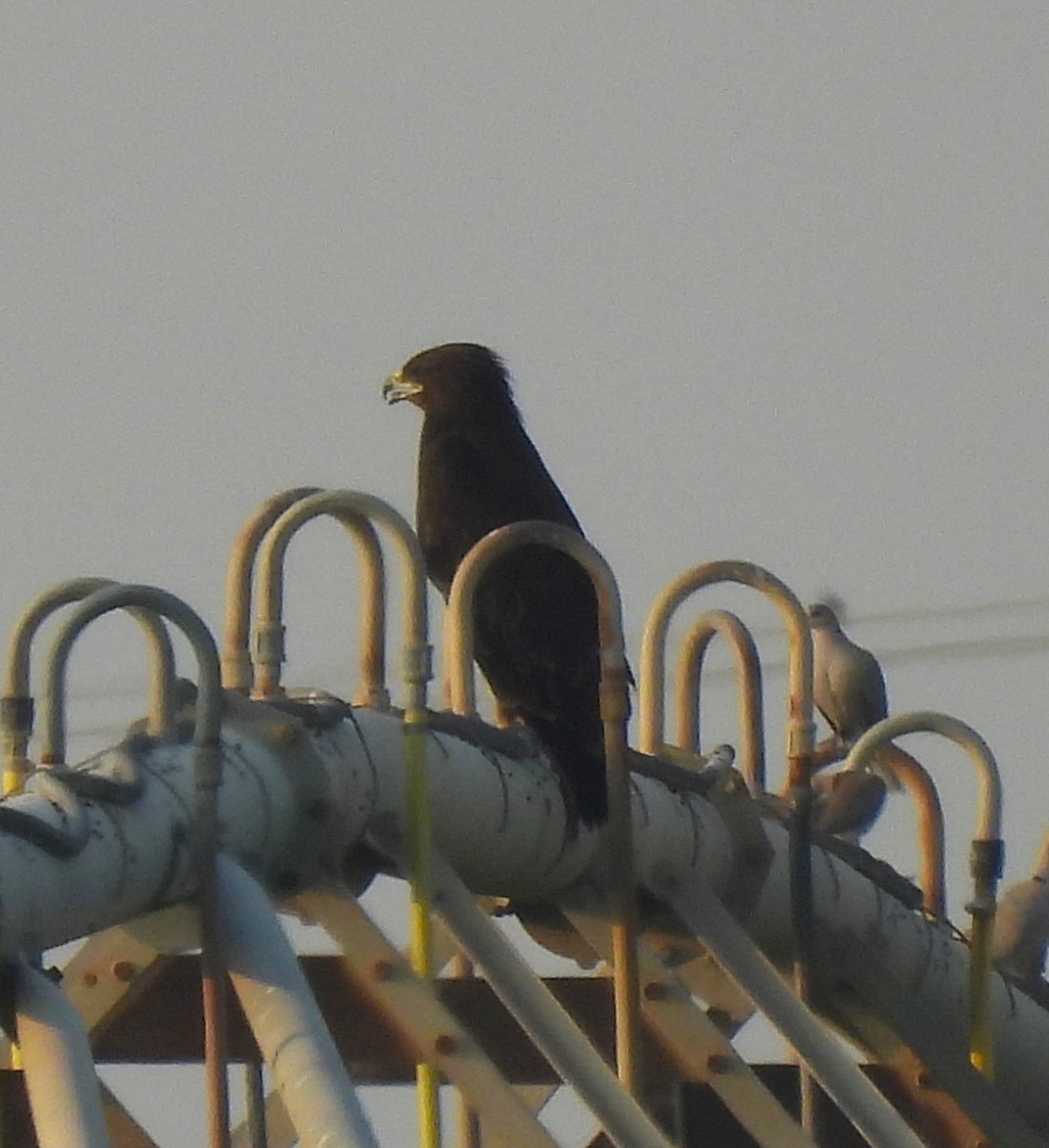 Greater Spotted Eagle - ML645322579