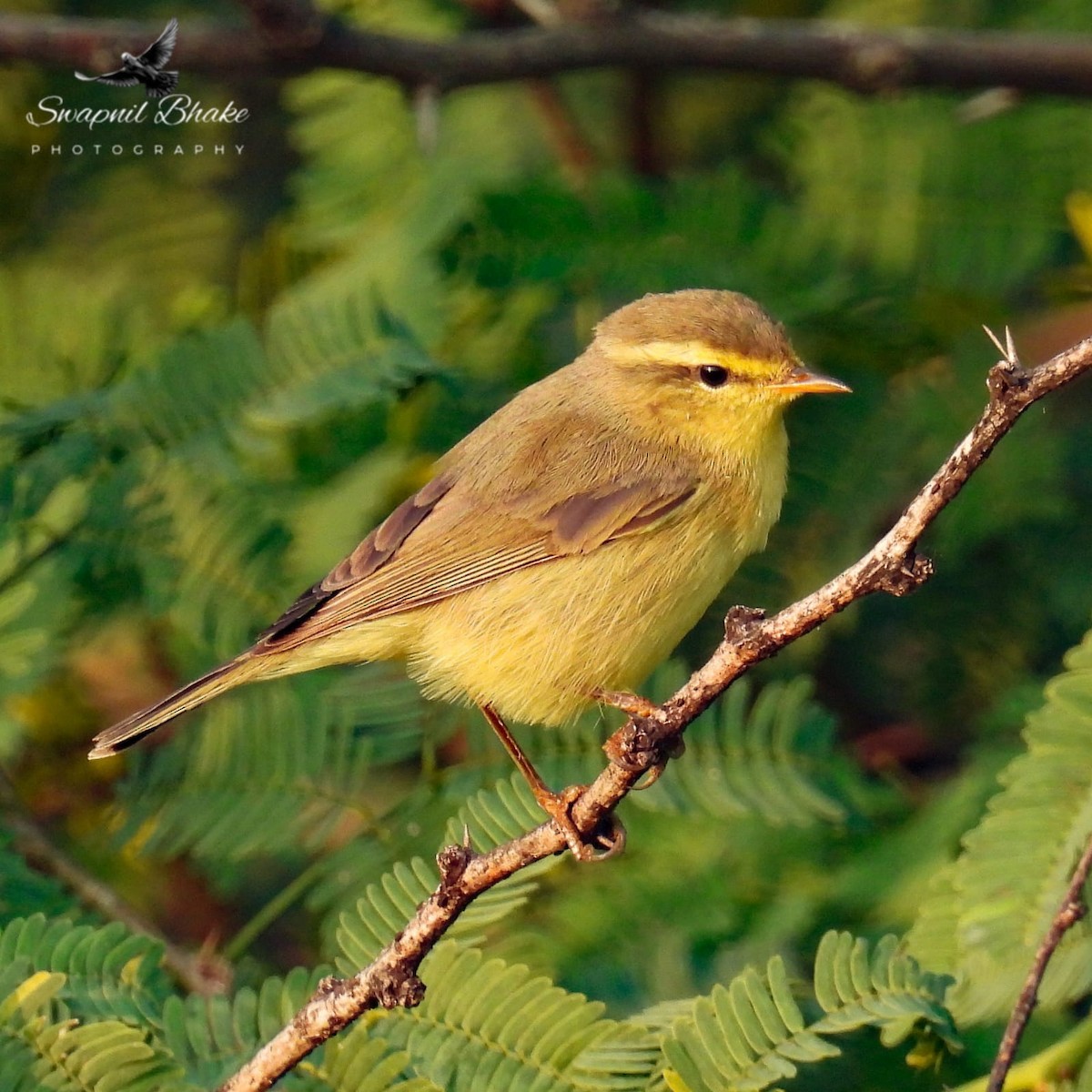 Tickell Çıvgını - ML645322582