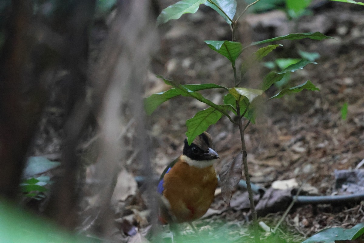 Синекрылая питта - ML645322587