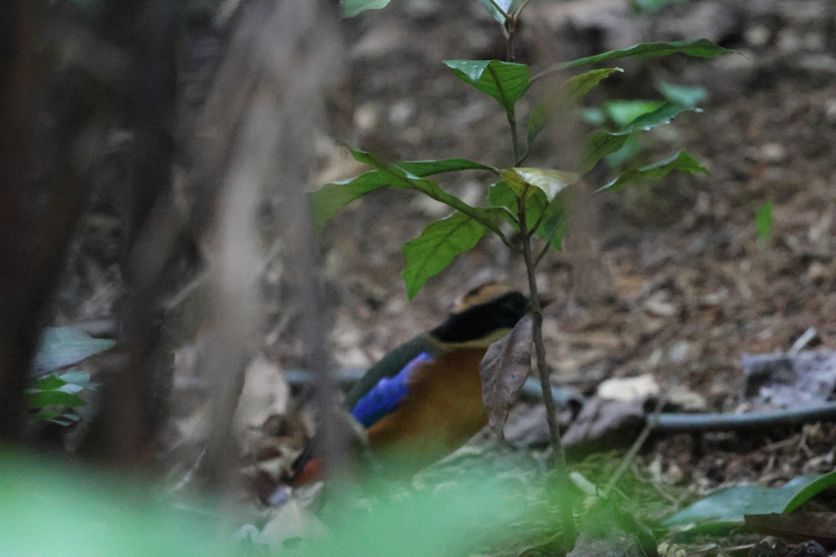 Синекрылая питта - ML645322588