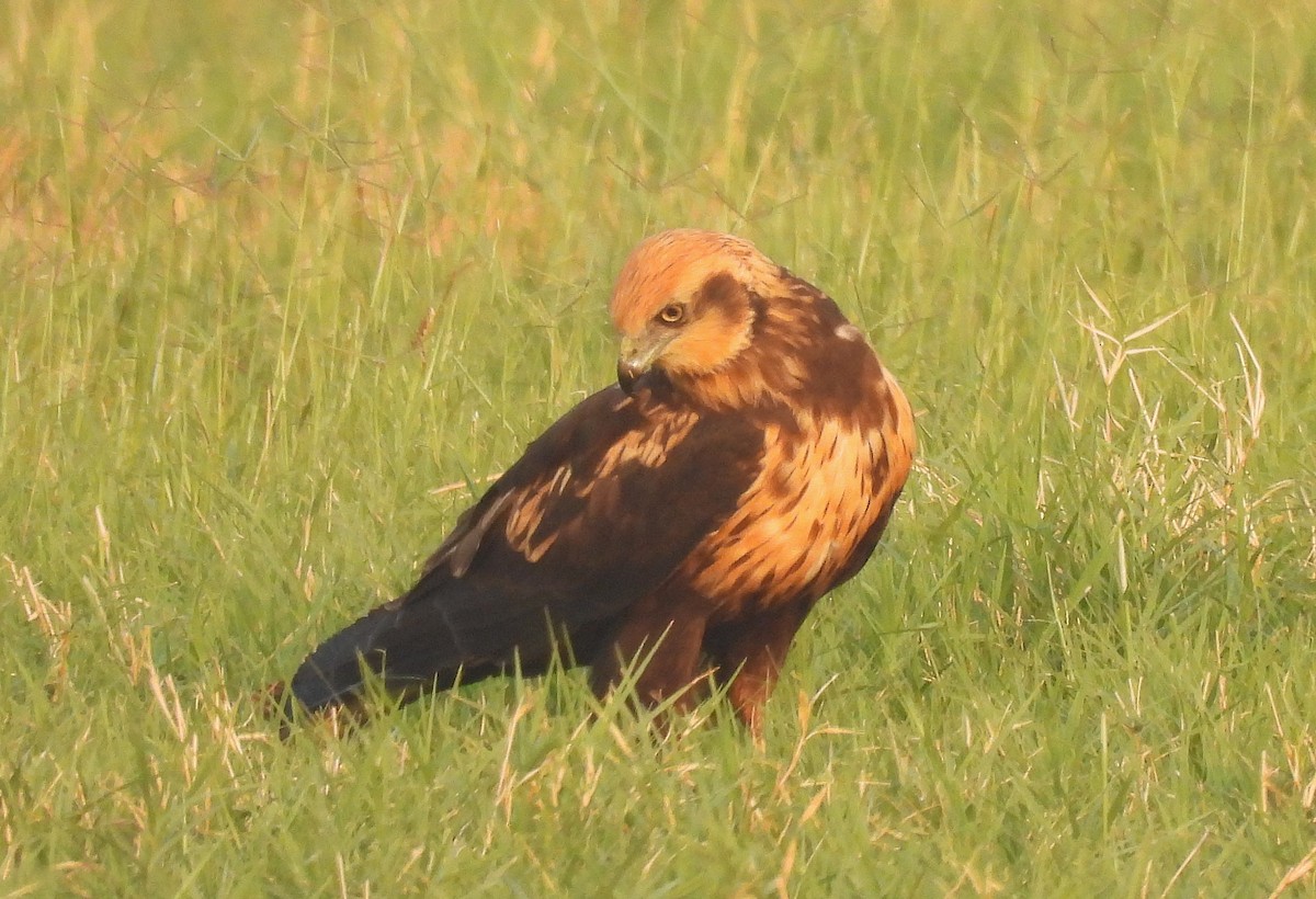 Western Marsh Harrier - ML645322590