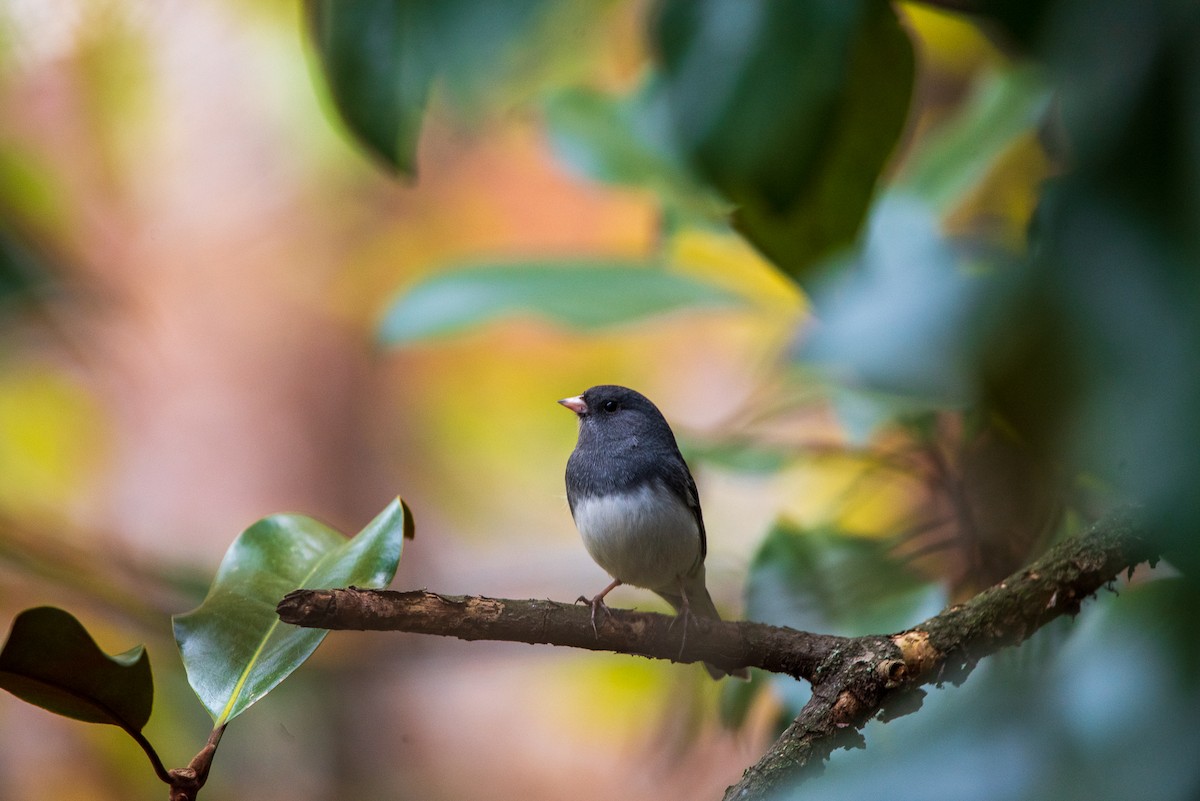 Dark-eyed Junco - ML645322591