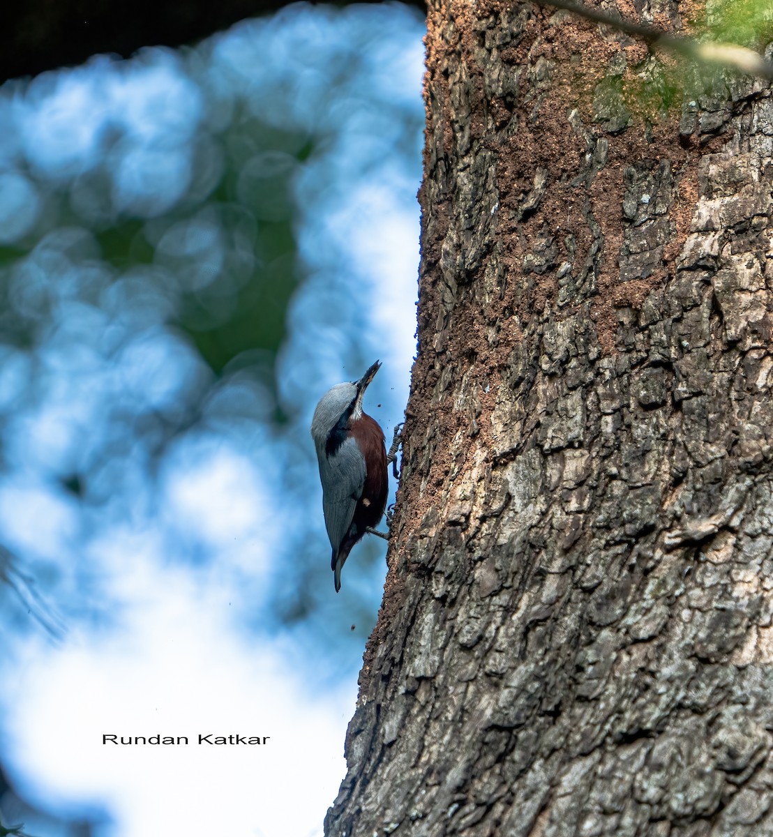 Indian Nuthatch - ML645322595