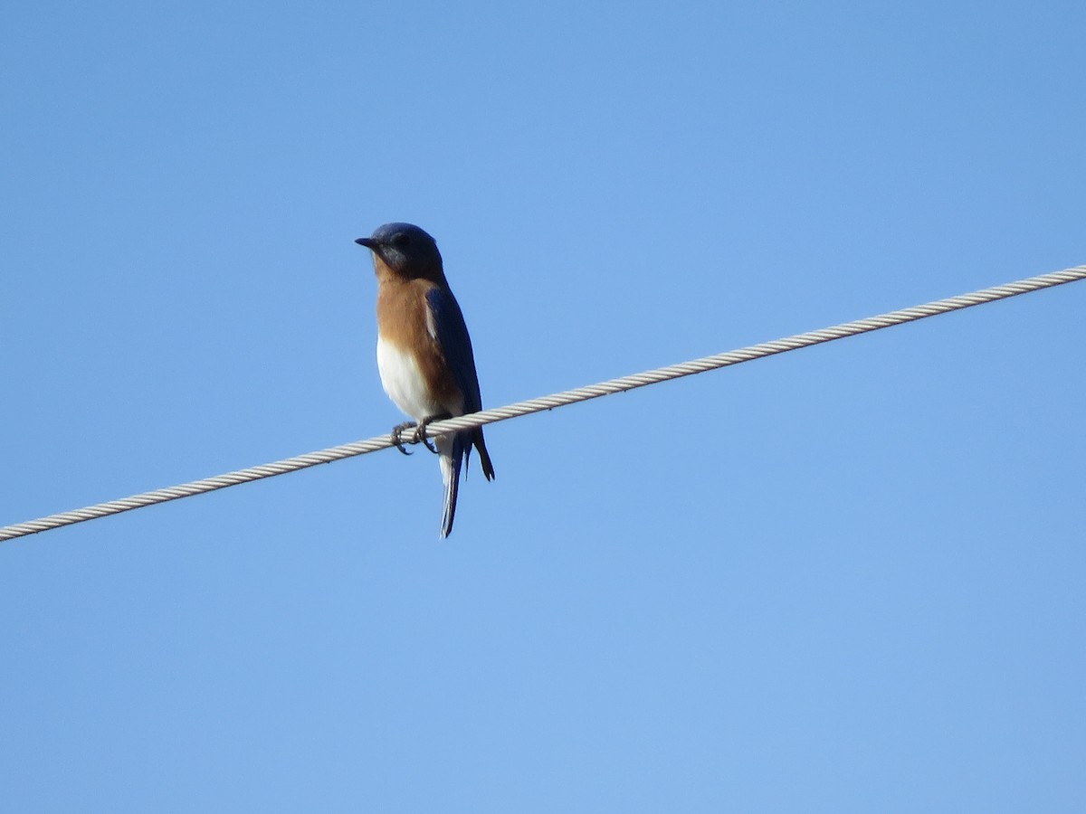 Eastern Bluebird - ML645322603