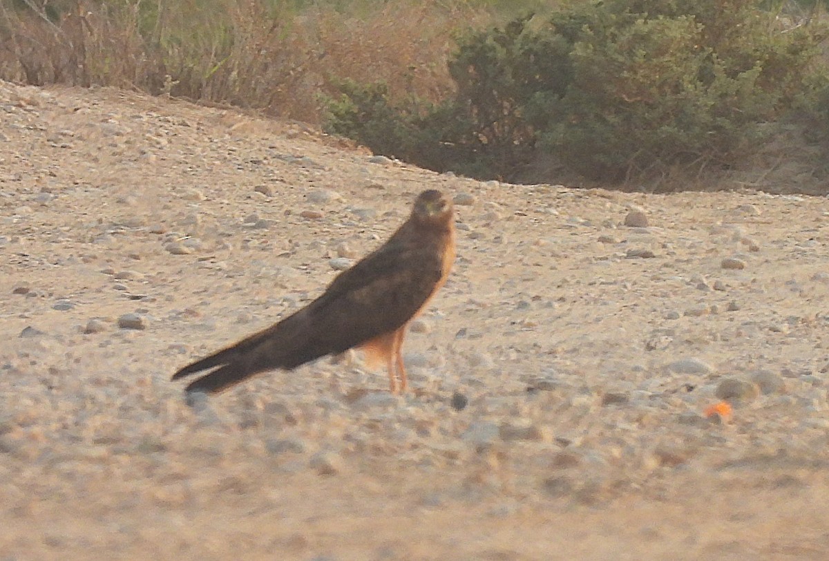 Montagu's Harrier - ML645322607