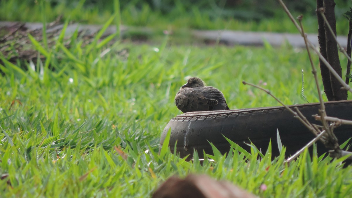 Eared Dove - ML645322608