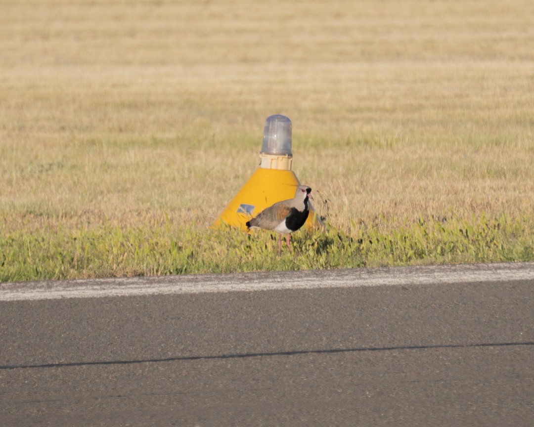 Southern Lapwing - ML645322610