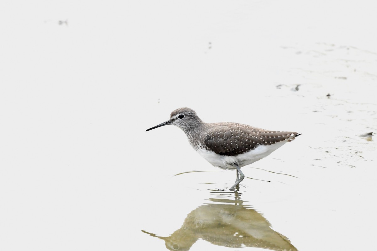 ביצנית שחורת-כנף - ML645322611