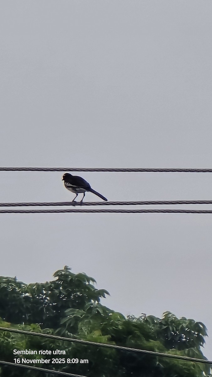 Bergeronnette indienne - ML645322613