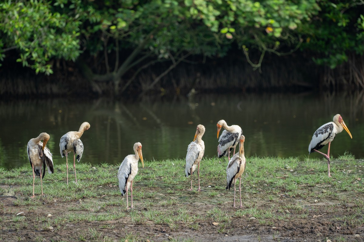 Расписной клювач - ML645322614