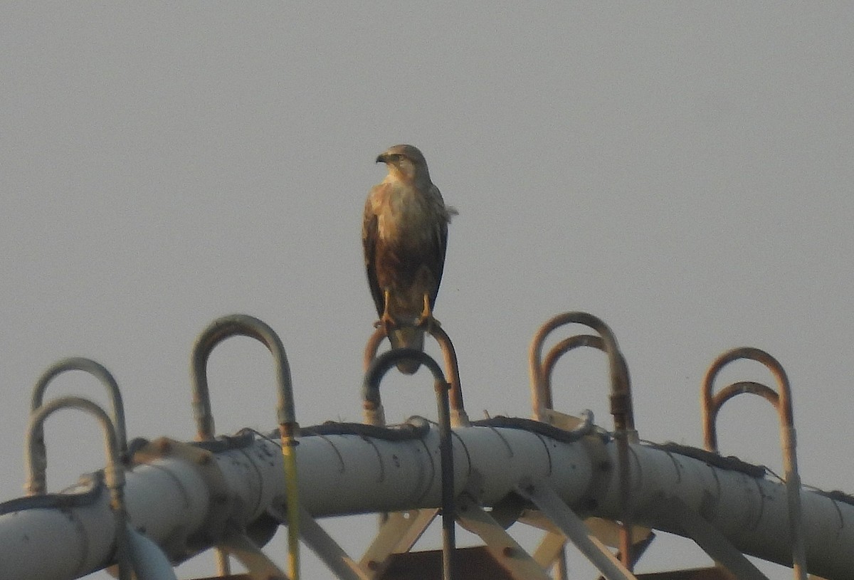 Long-legged Buzzard - ML645322615