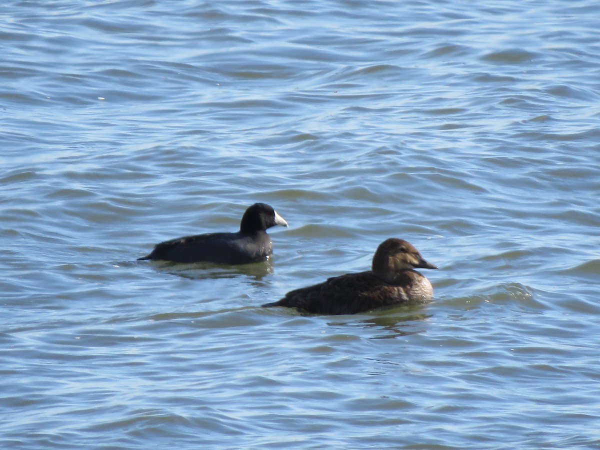 King Eider - ML645322617