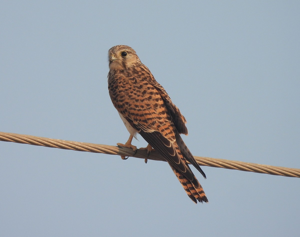 Lesser Kestrel - ML645322620