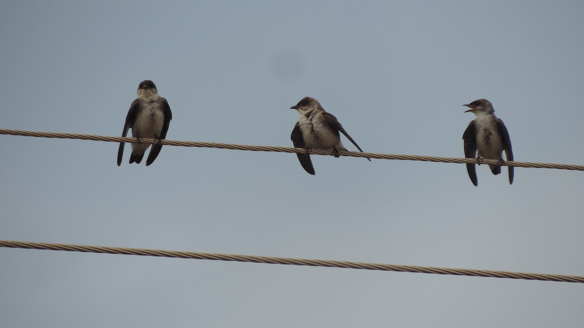 Brown-chested Martin - ML645322624