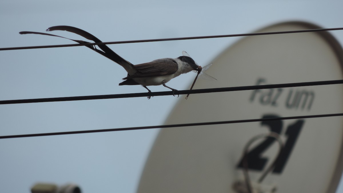 Fork-tailed Flycatcher - ML645322631