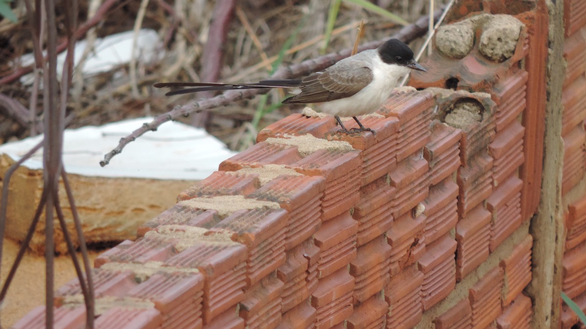 Fork-tailed Flycatcher - ML645322633