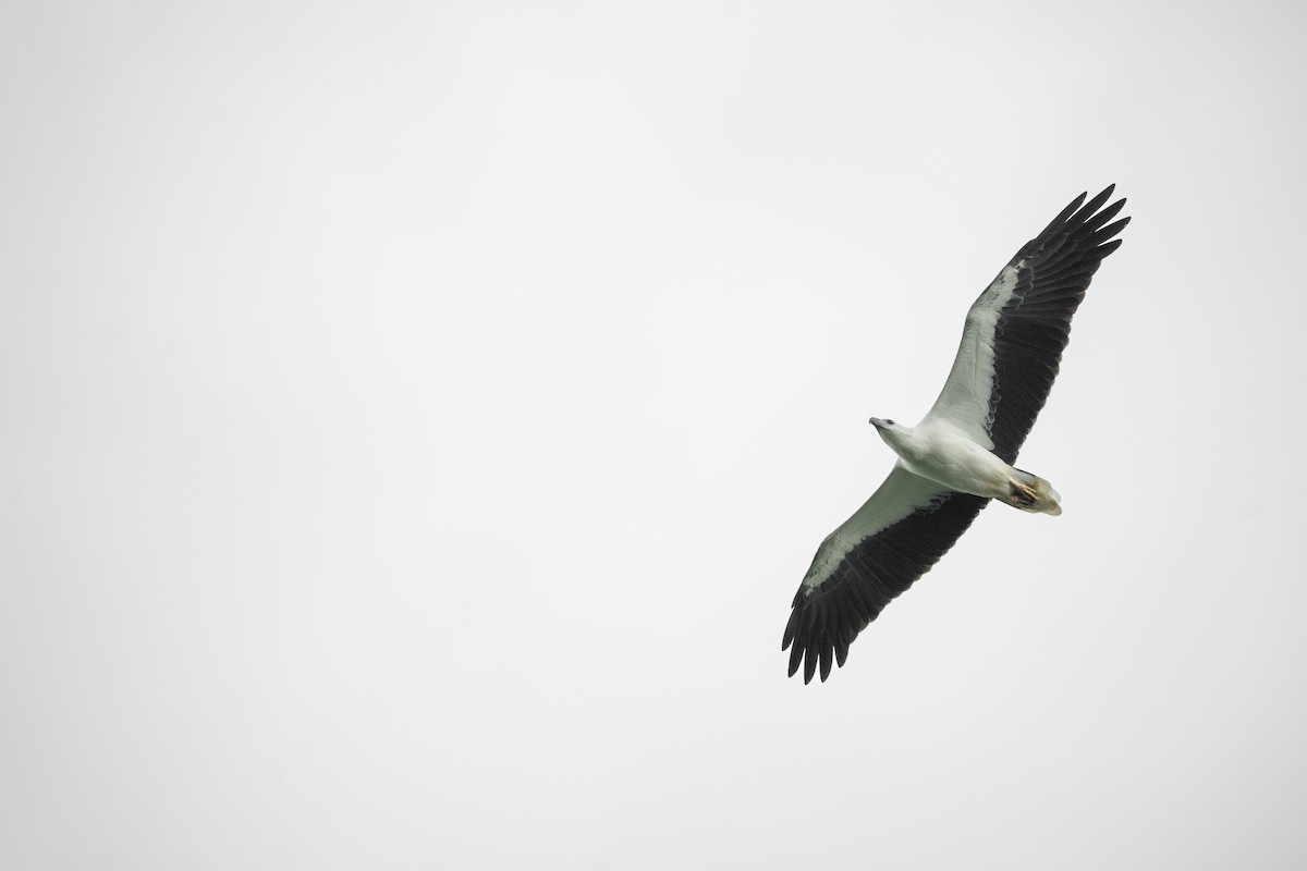 Белобрюхий орлан - ML645322639