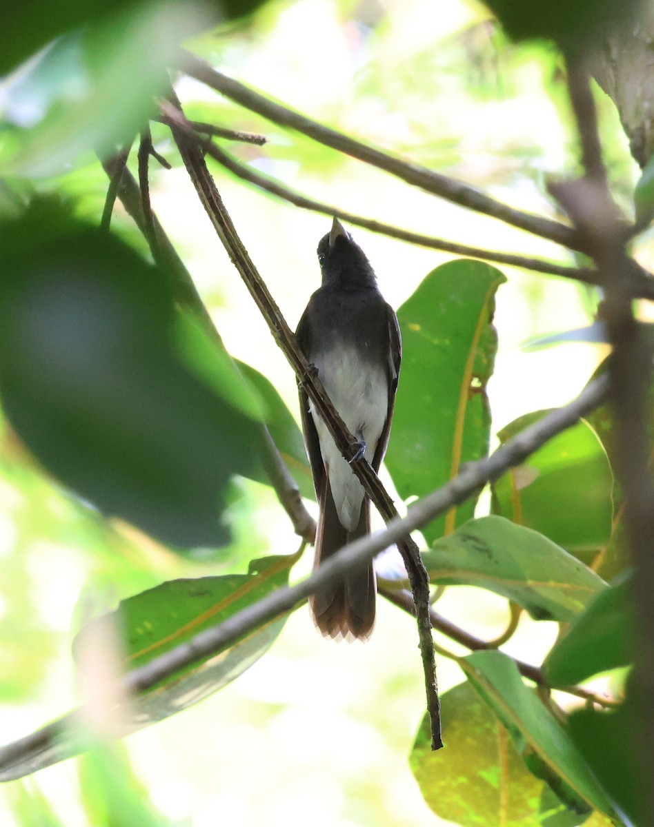 Черная райская мухоловка - ML645322647