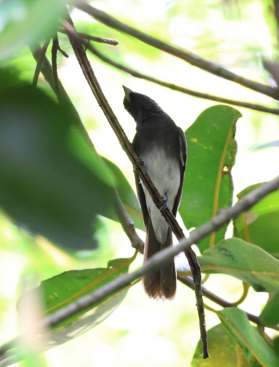 Черная райская мухоловка - ML645322648