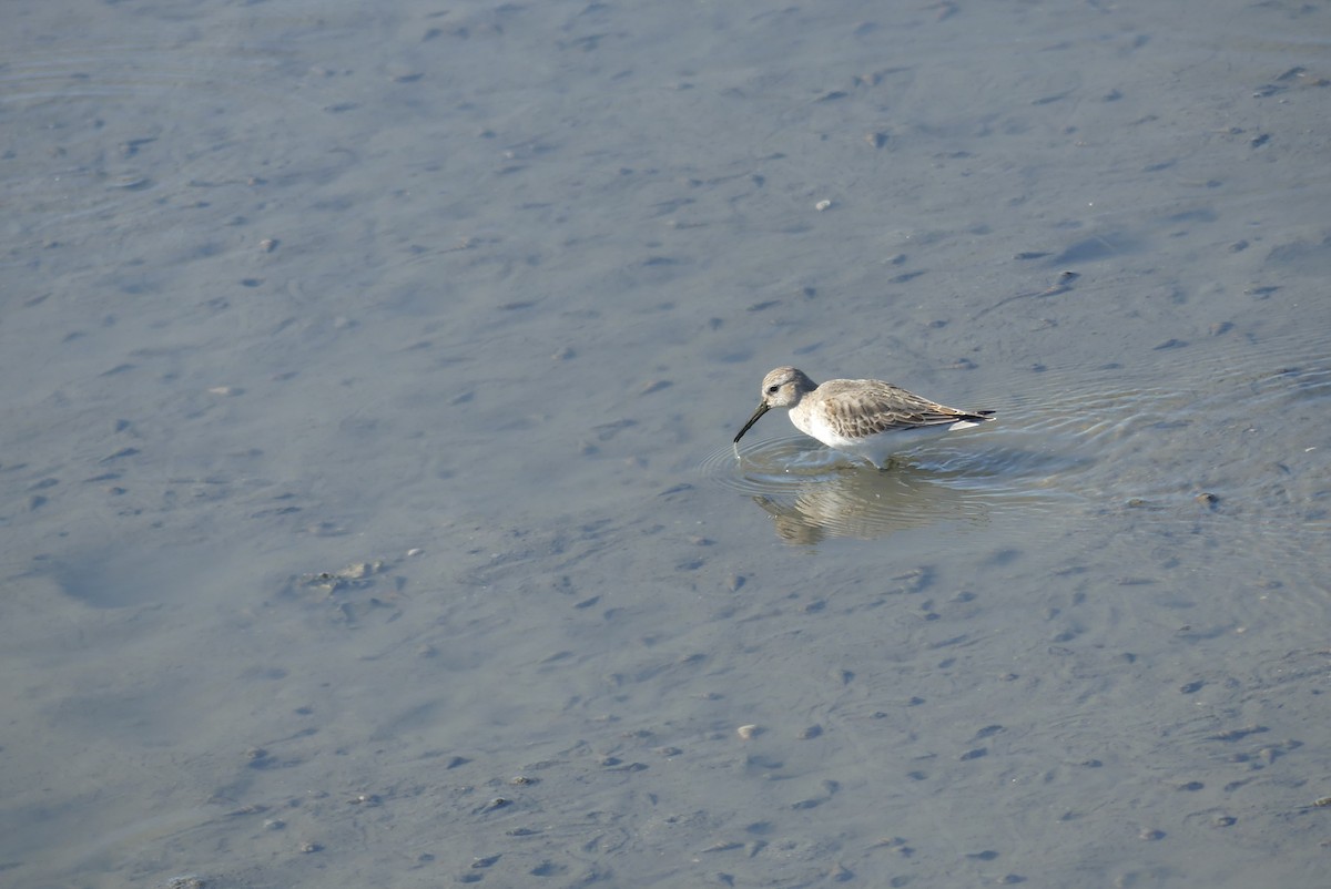 myrsnipe - ML645322649