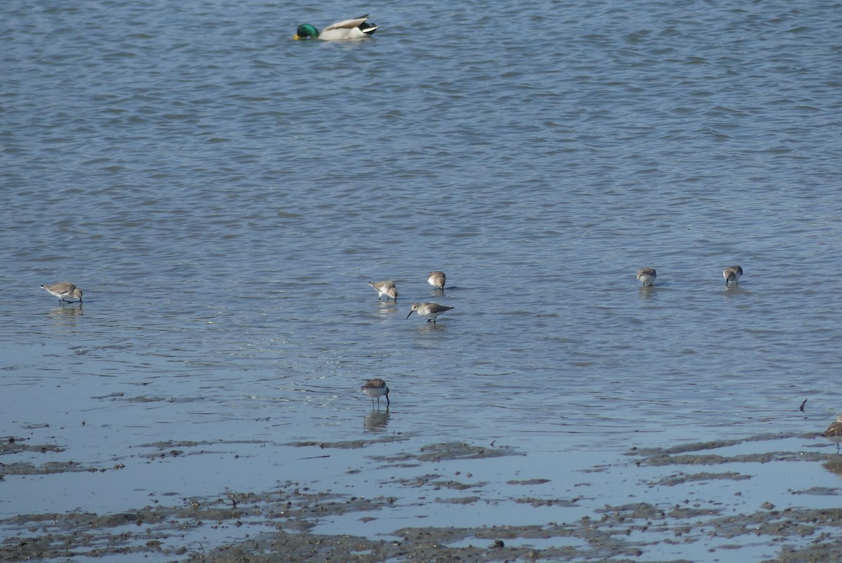 myrsnipe - ML645322651