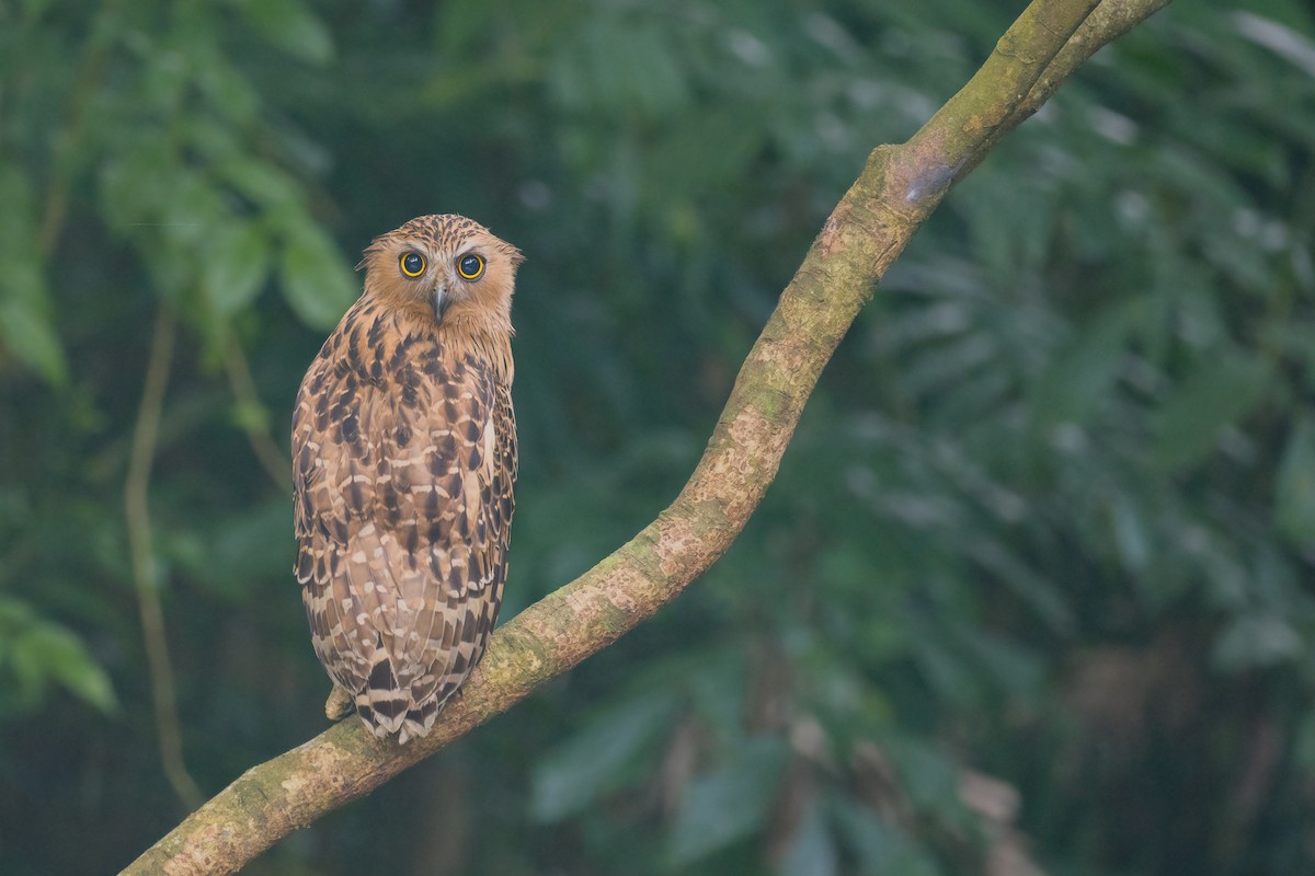 Малайский рыбный филин - ML645322655