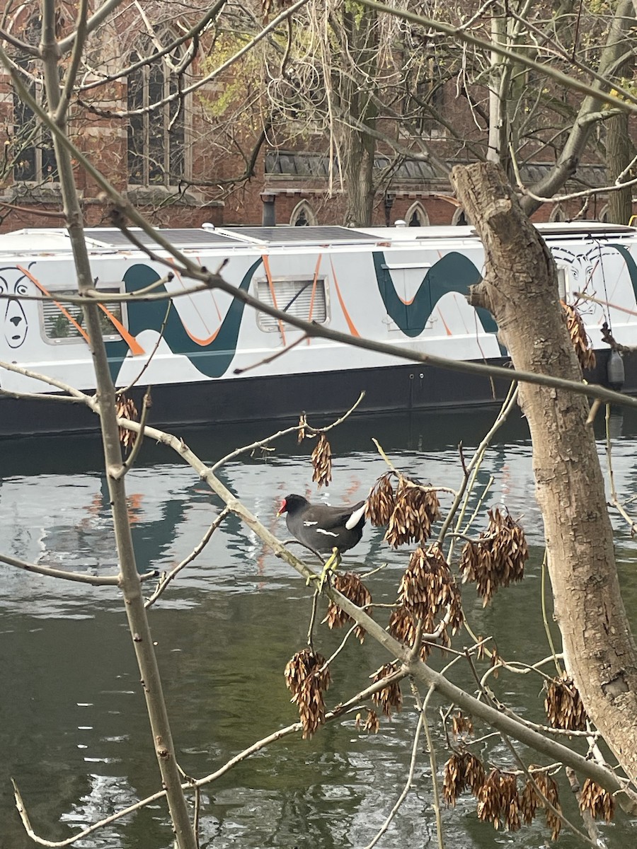 Eurasian Moorhen - ML645322657