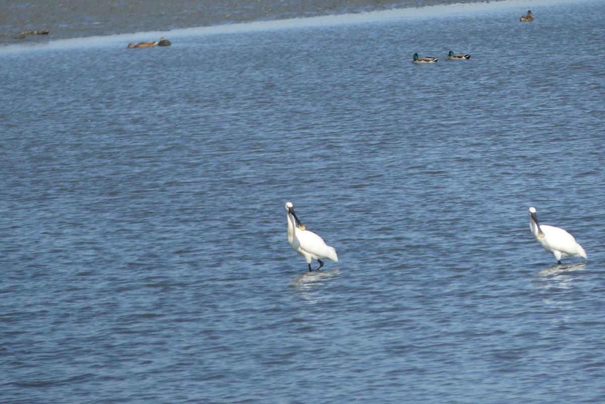 skjestork - ML645322661