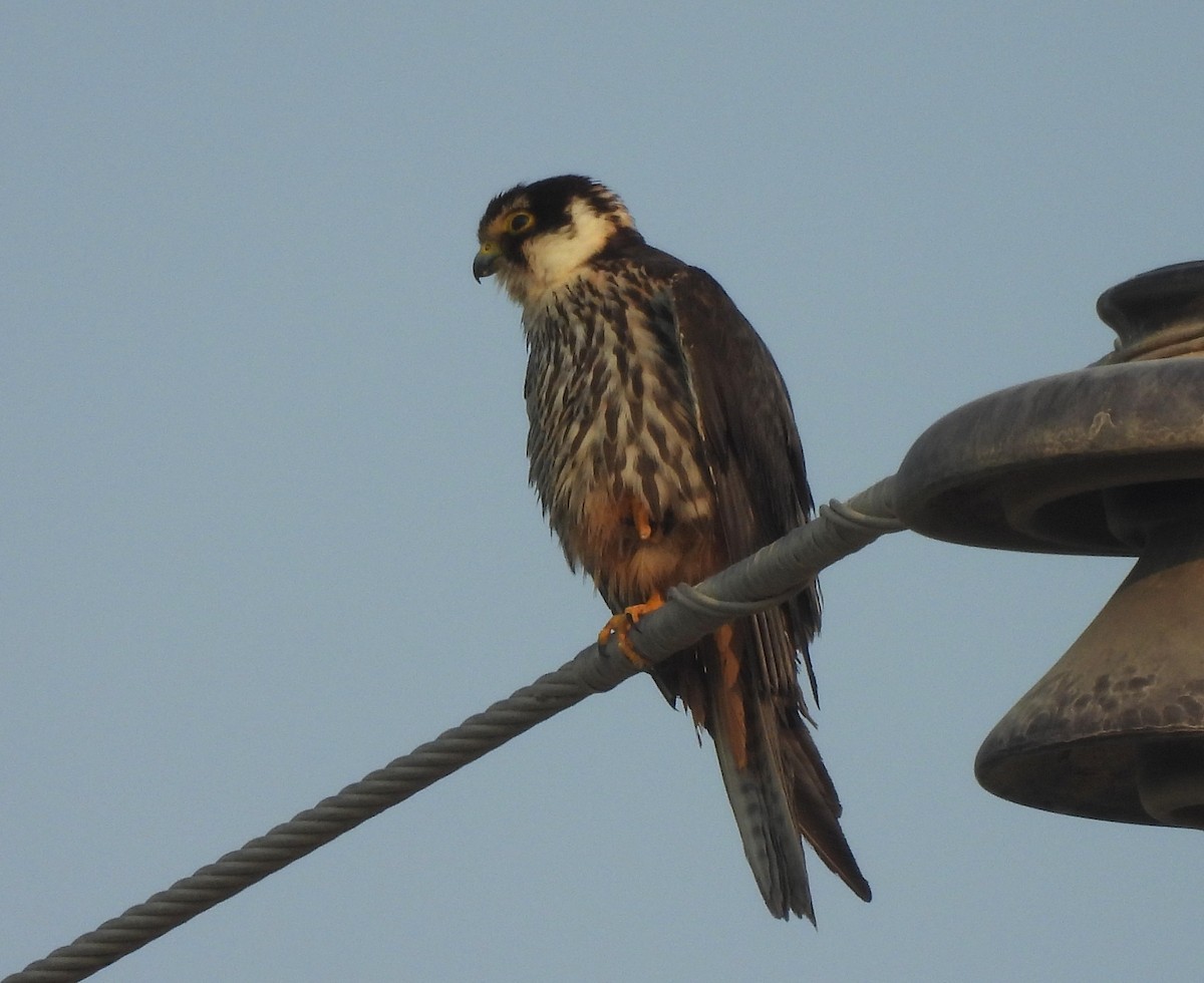 Eurasian Hobby - ML645322662